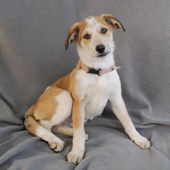 PILOT -  Australian Cattle Dog Blue Heeler and Mixed Breed Dog for Adoption in Richmond, California - PILOT | PetCurious