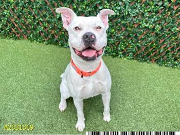 Mixed Breed Dogs Available for Adoption - DIPPITY | PetCurious