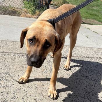 Antari -  Mixed Breed Dog for Adoption in Philadelphia, Pennsylvania - Antari | PetCurious