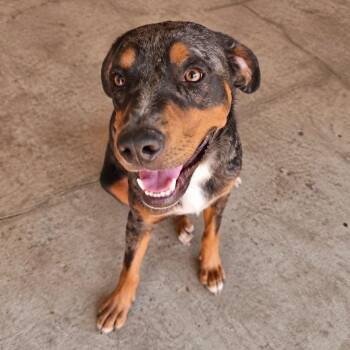 Blue -  Australian Shepherd and Terrier Dog for Adoption in Harlingen, Texas - Blue | PetCurious