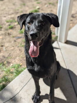 Rescue Labrador Retriever Dogs for Adoption in Salt Lake City, Utah - Skidder | PetCurious