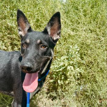 Rescue Australian Kelpie Dogs for Adoption in Jackson, Wyoming - Queso | PetCurious
