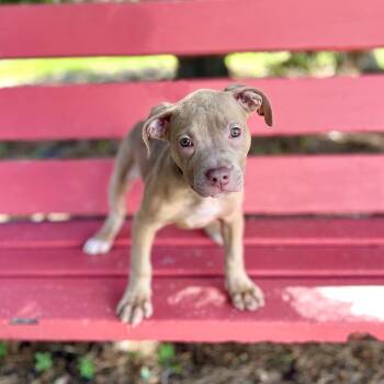 Brulee--In Foster -  Pit Bull Terrier Dog for Adoption in Fargo, North Dakota - Brulee--In Foster | PetCurious
