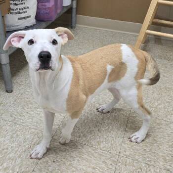 Nena -  Hound and Mixed Breed Dog for Adoption in Milan, Illinois - Nena | PetCurious