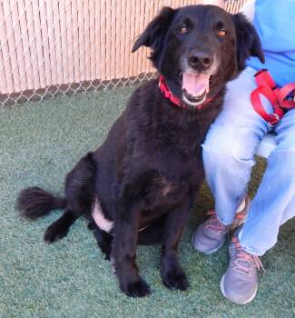 Rescue Labrador Retriever and Border Collie Dogs for Adoption in Mesquite, Nevada - Tucker | PetCurious