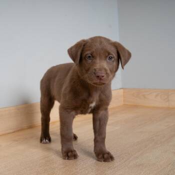 Shelby D69689 -  Shepherd Dog for Adoption in Minnetonka, Minnesota - Shelby D69689 | PetCurious