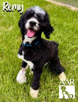Remy -  Bernese Mountain Dog and Poodle Dog for Adoption in Magnolia, Texas - Remy | PetCurious