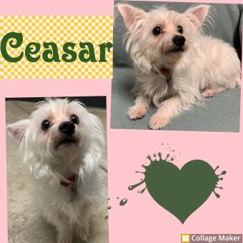 Maltese Dogs Available for Adoption - Ceasar | PetCurious