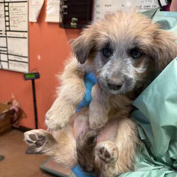 Shepherd and Mixed Breed Dogs Available for Adoption in Flagstaff, Arizona - Tinkerbell | PetCurious