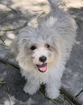 Gizmo -  Bichon Frise and Maltese Dog for Adoption in Los Angeles, California - Gizmo | PetCurious