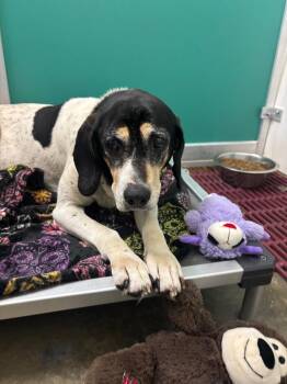 Sassy -  Coonhound Dog for Adoption in Wabash, Indiana - Sassy | PetCurious