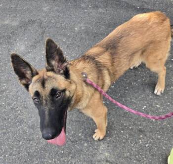SYBIL TREWLANEY -  Belgian Shepherd Malinois Dog for Adoption in Sacramento, California - SYBIL TREWLANEY | PetCurious