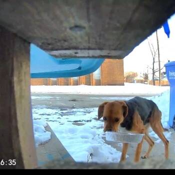 Coonhound Dogs Available for Adoption - Found Lime Springs | PetCurious