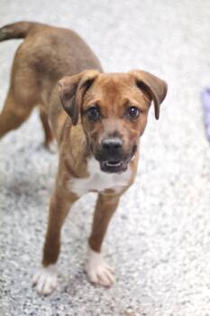 Hound Dogs Available for Adoption in Manchester, New Hampshire - Bacon Bit In NH! Come Meet Our Adoptable Dogs Wednesday-Saturday | PetCurious