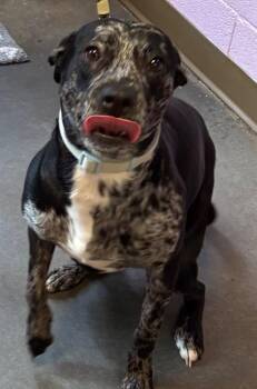 MAXIE -  Catahoula Leopard Dog Dog for Adoption in Elizabethton, Tennessee - MAXIE | PetCurious