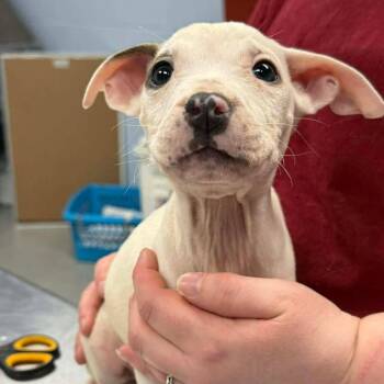 Pit Bull Terrier Dogs Available for Adoption - Al | PetCurious
