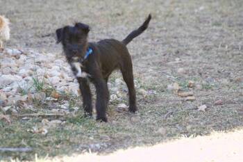 Shih Tzu and Terrier Dogs Available for Adoption - Winnie | PetCurious