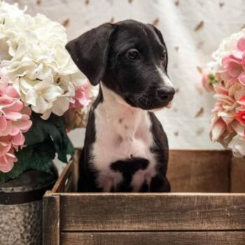 Miss Spot -  Great Dane and Great Pyrenees Dog for Adoption in Newberg, Oregon - Miss Spot | PetCurious