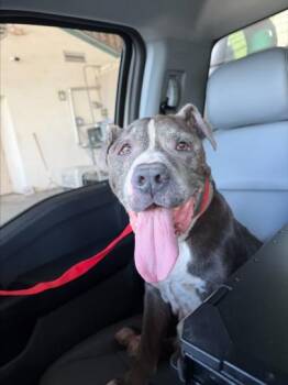 BARK ANTONY -  Pit Bull Terrier Dog for Adoption in Texas City, Texas - BARK ANTONY | PetCurious