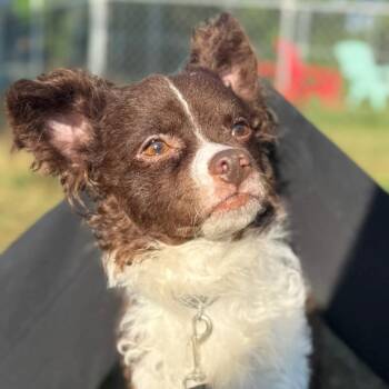 Papillon Dogs Available for Adoption in Fredericksburg, Virginia - Happy Lappy | PetCurious