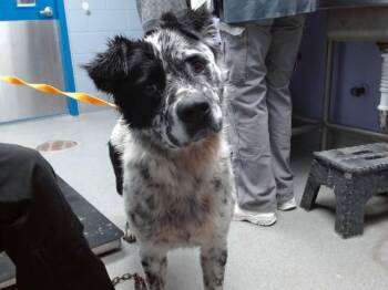 BOB -  Australian Shepherd and Mixed Breed Dog for Adoption in Albuquerque, New Mexico - BOB | PetCurious