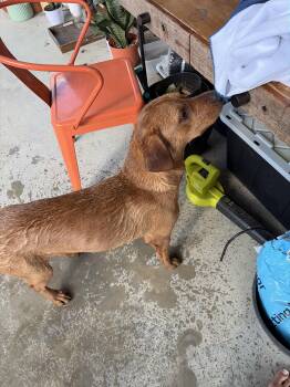 Rhodesian Ridgeback and Mixed Breed Dogs Available for Adoption in Conroe, Texas - RUBY | PetCurious