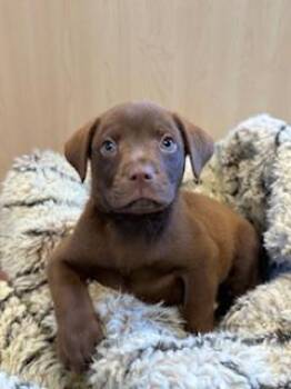 Mixed Breed Dogs Available for Adoption - BeauPeep | PetCurious