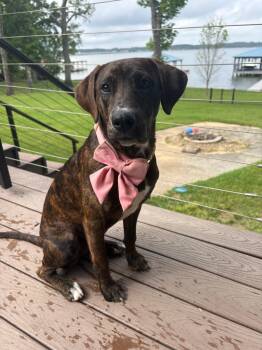 Labrador Retriever and Hound Dogs Available for Adoption - Gemma | PetCurious