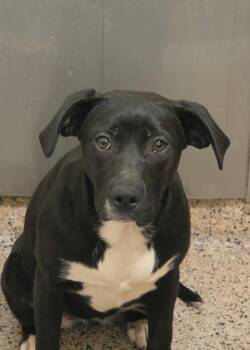 Mixed Breed Dogs Available for Adoption in Aiken, South Carolina - Arya 63097 | PetCurious