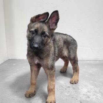 Ellie -  German Shepherd Dog Dog for Adoption - Ellie | PetCurious