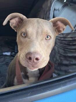 Alice -  Pit Bull Terrier and Mixed Breed Dog for Adoption in Fresno, California - Alice | PetCurious
