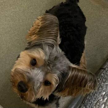 Sir -  Yorkshire Terrier Dog for Adoption in Harrisonburg, Virginia - Sir | PetCurious