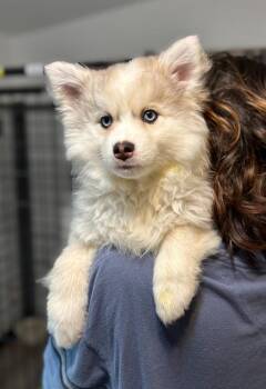 Pomeranian and Husky Dogs Available for Adoption - Kaci | PetCurious