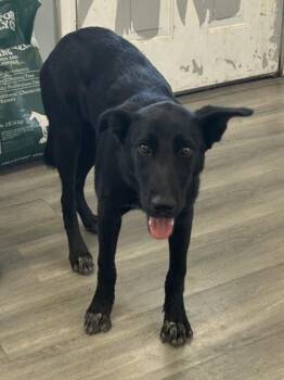 Marley -  Shepherd and Mixed Breed Dog for Adoption in West Memphis, Arkansas - Marley | PetCurious