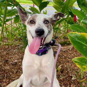 Rescue Hound Dogs for Adoption in Bothell, Washington - Daisy | PetCurious