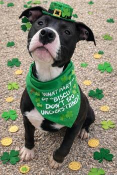 Pit Bull Terrier Dogs Available for Adoption - Jade | PetCurious