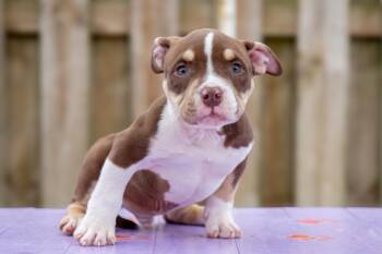 Pit Bull Terrier Dogs Available for Adoption in Sebastian, Florida - Honey Badger | PetCurious