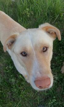 Yellow Labrador Retriever Dogs Available for Adoption in Terra Cotta, Ontario - Marley | PetCurious