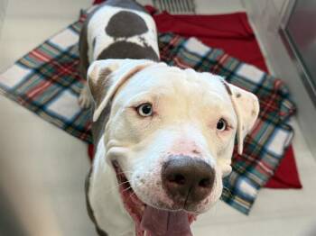 SPARKY -  American Staffordshire Terrier Dog for Adoption in Grand Prairie, Texas - SPARKY | PetCurious
