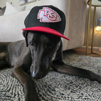 Rescue Labrador Retriever and Mixed Breed Dogs for Adoption in Kansas City, Missouri - Chase | PetCurious