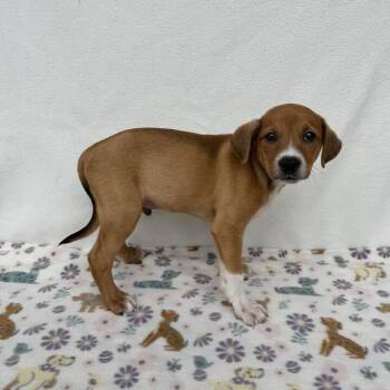 Enchilada -  Terrier and Beagle Dog for Adoption in Carencro, Louisiana - Enchilada | PetCurious