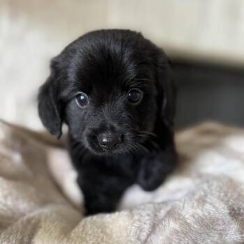Pipsqueak -  Chihuahua and Miniature Dachshund Dog for Adoption in Baton Rouge, Louisiana - Pipsqueak | PetCurious