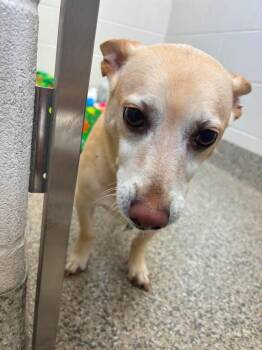 Mylo -  Corgi and Jack Russell Terrier Dog for Adoption in Van Wert, Ohio - Mylo | PetCurious