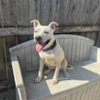 Luna Mae -  Mixed Breed Dog for Adoption in Hilliard, Ohio - Luna Mae | PetCurious