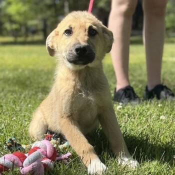 Great Pyrenees and German Shepherd Dog Dogs Available for Adoption in Locust Fork, Alabama - AMORE | PetCurious