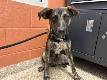 PETER -  Plott Hound and Mixed Breed Dog for Adoption in Colorado Springs, Colorado - PETER | PetCurious