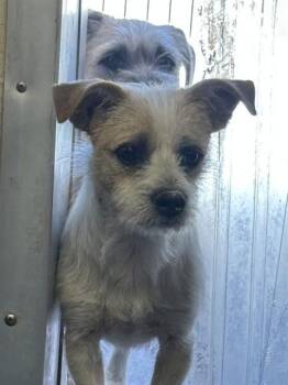 JUAN -  Parson Russell Terrier and Mixed Breed Dog for Adoption in Albuquerque, New Mexico - JUAN | PetCurious