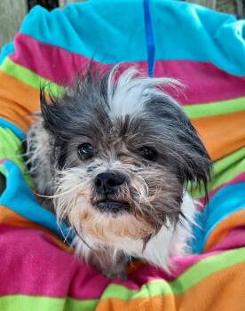 Shih Tzu Dogs Available for Adoption in Missouri City, Texas - Zamiro MV-T  LOCAL Adoption Event In Marysville 4/24 | PetCurious