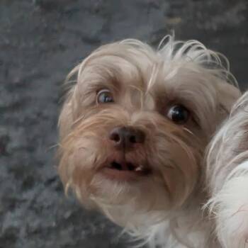 Maggie -  Terrier Dog for Adoption in Quakertown, Pennsylvania - Maggie | PetCurious