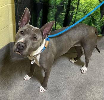 Terrier and Pit Bull Terrier Dogs Available for Adoption - LUCY | PetCurious